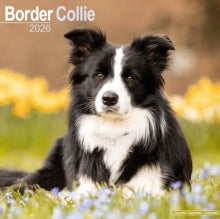 Border Collie Calendar 2026  Square Dog Breed Wall Calendar - 16 Month