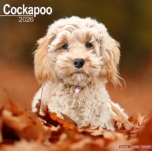 Cockapoo Calendar 2026  Square Dog Breed Wall Calendar - 16 Month