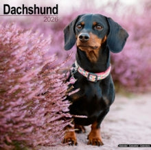Dachshund Calendar 2026  Square Dog Breed Wall Calendar - 16 Month