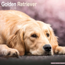 Golden Retriever Calendar 2026  Square Dog Breed Wall Calendar - 16 Month