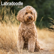Labradoodle Calendar 2026  Square Dog Breed Wall Calendar - 16 Month