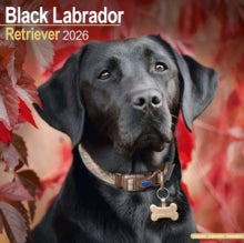Black Labrador Retriever Calendar 2026  Square Dog Breed Wall Calendar - 16 Month