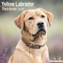 Labrador Retriever (Yellow) Calendar 2026  Square Dog Breed Wall Calendar - 16 Month
