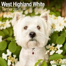 West Highland White Terrier Calendar 2026  Square Dog Breed Wall Calendar - 16 Month