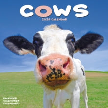 Cows Calendar 2026  Square Farm Animal Wall Calendar - 16 Month