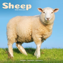 Sheep Calendar 2026  Square Farm Animal Wall Calendar - 16 Month