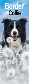Border Collie Slim Calendar 2026  Dog Breed Slimline Calendar - 12 Month