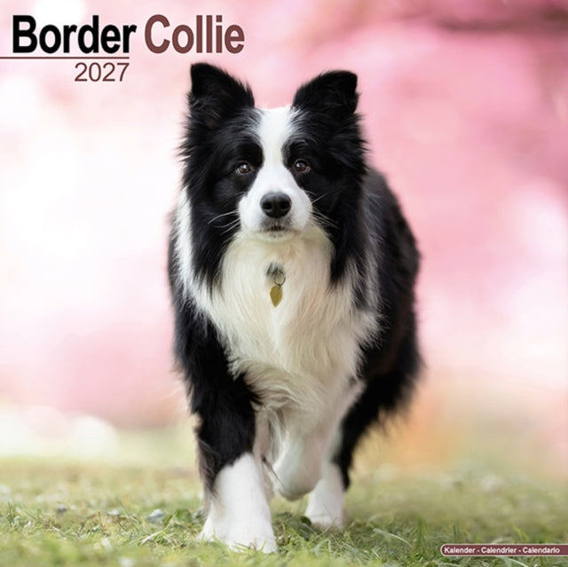 Border Collie Wall - 9781806480159