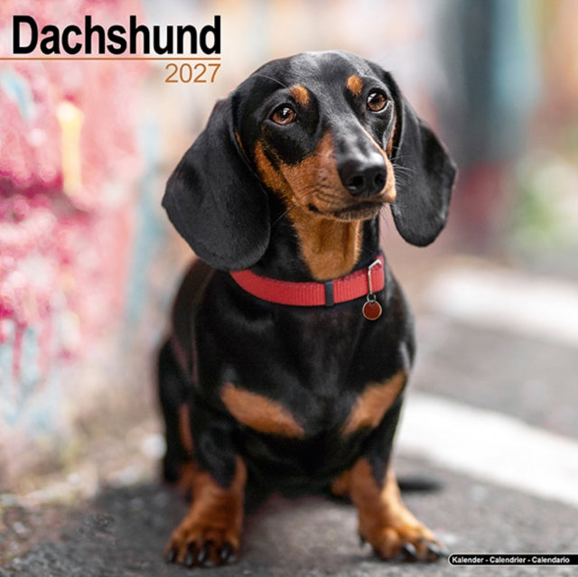 Dachshund Wall - 9781806480319