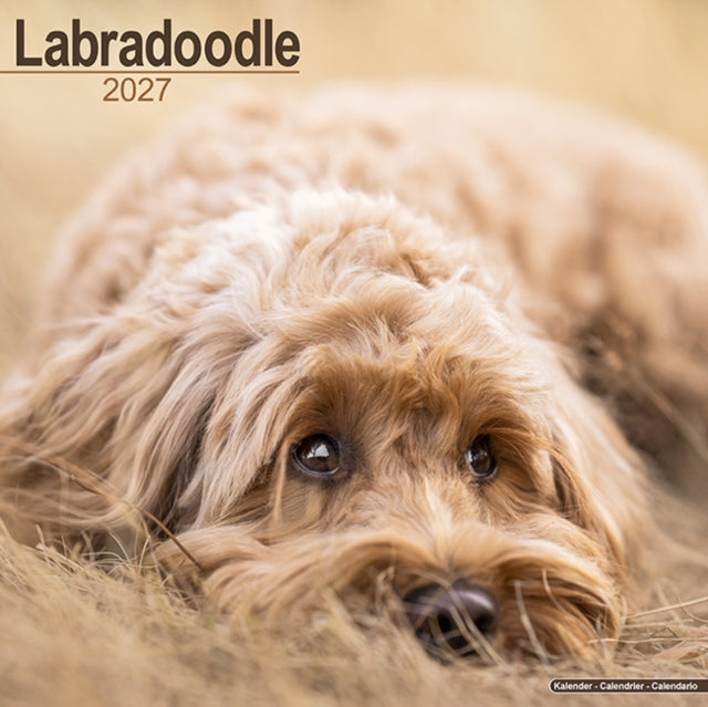 Labradoodle Wall - 9781806480562