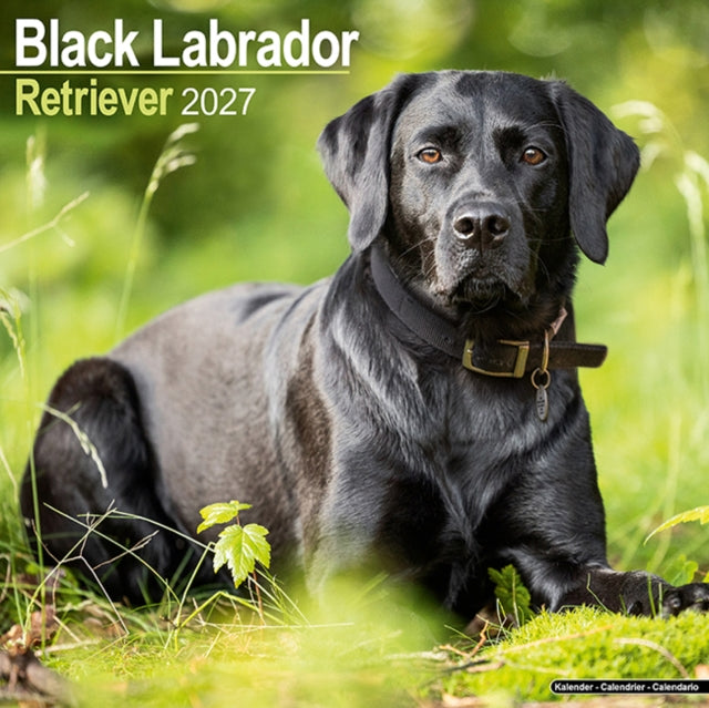 Labrador Retriever Black Wall - 9781806480579