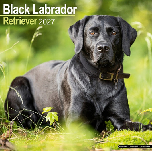 Labrador Retriever Black Wall - 9781806480579