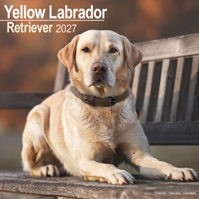 Labrador Retriever Yellow Wall - 9781806480616