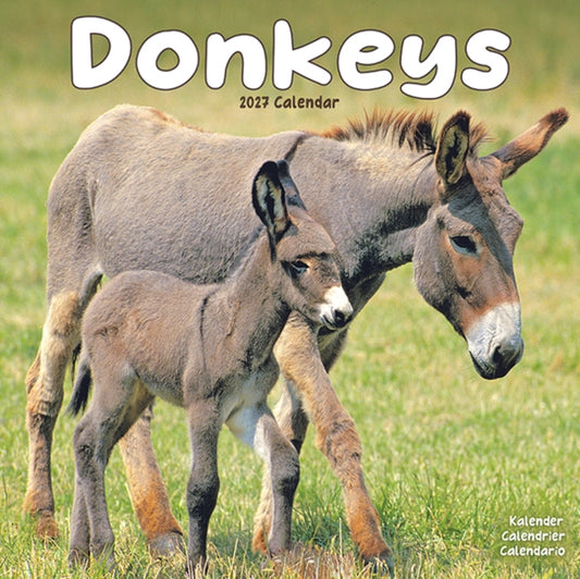 Donkeys W / AVONSI - 9781806481316