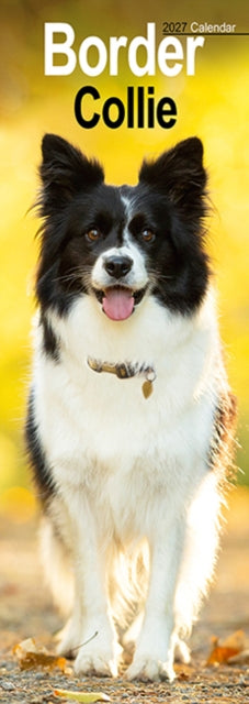 Border Collie Slim - 9781806481989