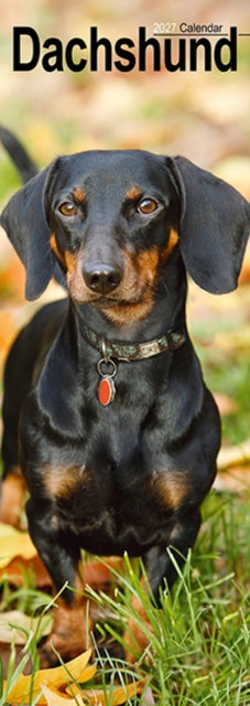 Dachshunds S / AVONSI - 9781806482030
