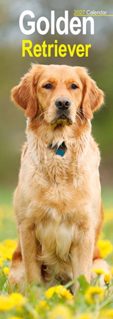 Golden Retriever Slim - 9781806482085