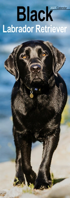 Labrador Retriever Black Slim - 9781806482115