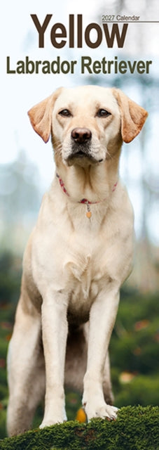 Labrador Retriever Yellow Slim - 9781806482139