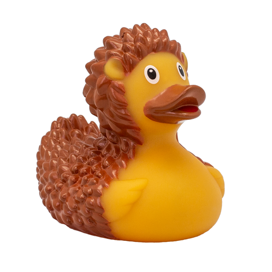 Hedgehog Duck